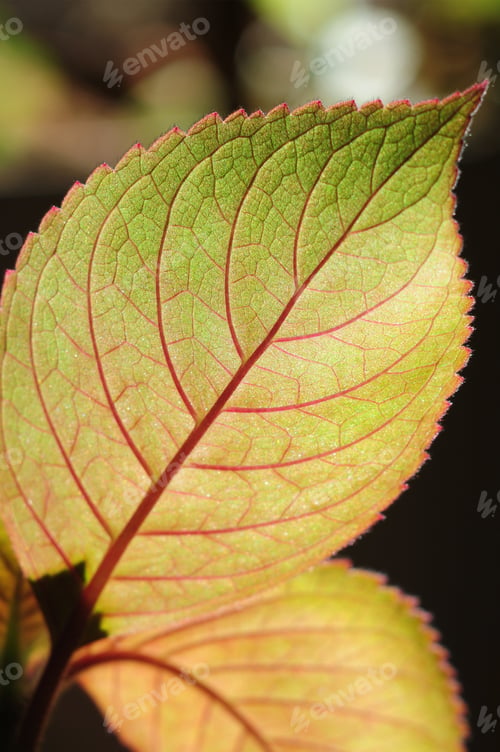 Preview: Closeup Of Leaf