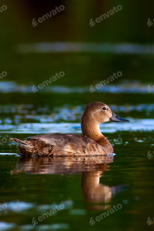 Preview: Swimming Duck. Lake Water Background.