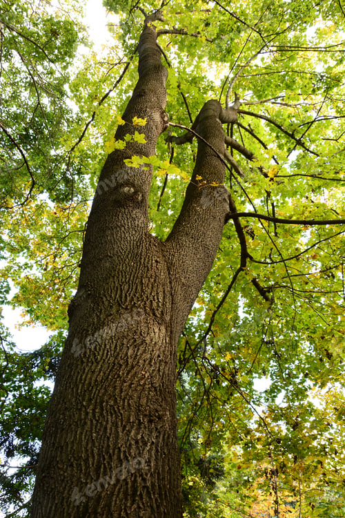 Preview: Maple Tree From Below