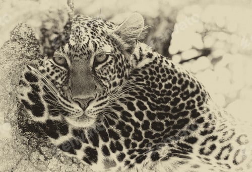 Preview: Vanishing Africa: Vintage Style Image Of A Wild Leopard In The Masai Mara National Park, Kenya
