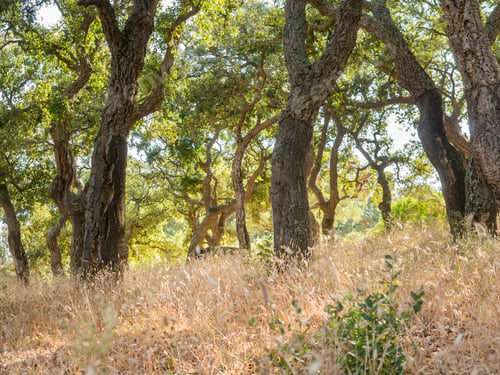 Preview: Big Cork Oaks In The Andalusian Countryside. During Summer, "Parque De Los Alcornocales"