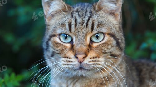 Preview: Macro Closeup Photo Of Beautiful Grey Cat Posing