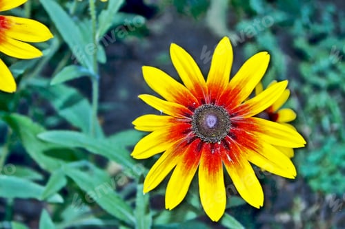 Preview: Colorful Beautiful Flowers Rudbeckia On The Background Of The Summer Landscape