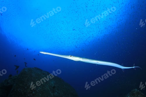 Preview: Cornetfish
