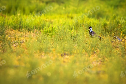 Preview: Green Nature And Spur Winged Lapwing Spur Winged Lapwing / Vanellus Spinosus