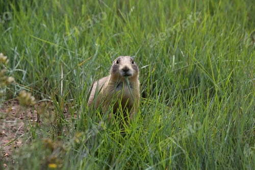 Preview: Utah Prairie Dog - Bryce Canyon National Park