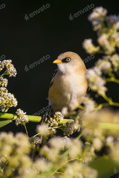 Preview: Cute Birds. Black Nature Background. Bearded Reedling / Panurus Biarmicus