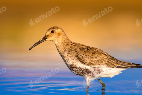 Preview: Cute Water Bird. Blue Yellow Nature Background. Curlew Sandpiper / Calidris Ferruginea
