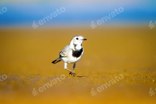 Preview: Cute Bird. Black White Little Bird. Yellow, Blue Nature Background. White Wagtail / Motacilla Alba