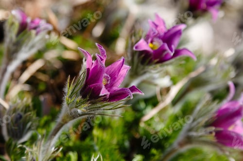 Preview: Eastern Pasqueflowers Or Rock Lily, Prairie Crocus, Cutleaf Anemone (Pulsatilla Patens) Blossom In