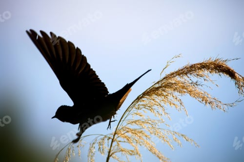 Preview: Flying Bird Swallow. Blue Sky Background. Barn Swallow