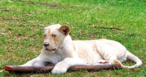 Preview: Young White Lion In Casela Park, Mauritius