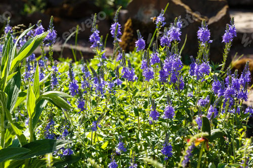Preview: Flowering Veronica Longifolia Or Longleaf Speedwell In The Rock Garden