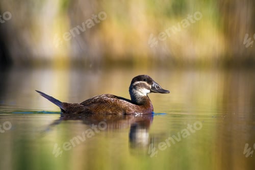 Preview: Swimming Duck. Colorful Lake Habitat Background. Bird: White Headed Duck. Oxyura Leucocephala.
