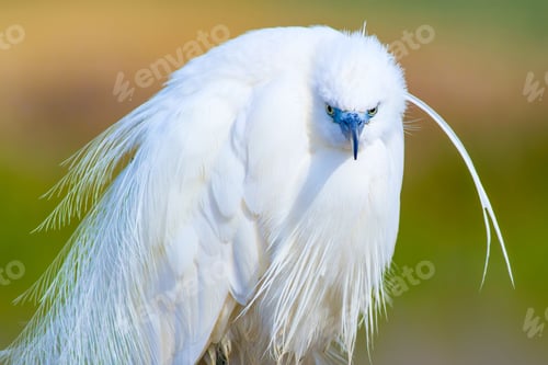 Preview: Nature And Bird. Colorful Nature Background. Heron: Little Egret.