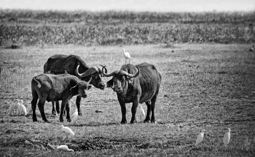 Preview: African Buffalos In The Lake Manyara National Park, Tanzania