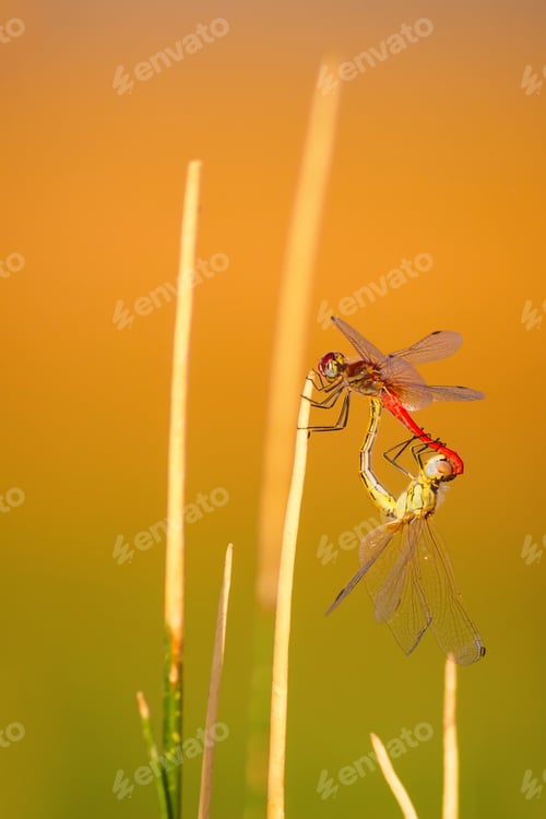 Preview: Colorful Dragonfly. Green, Yellow, Orange Background.