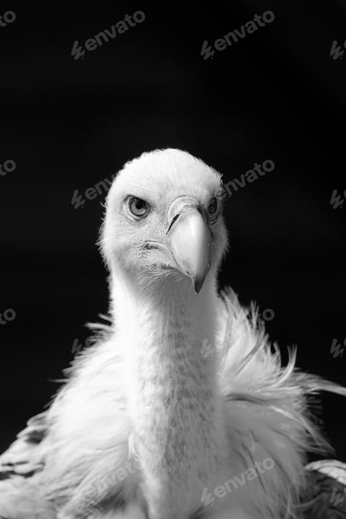 Preview: European Griffon Vulture (Gyps Fulvus Fulvus)
