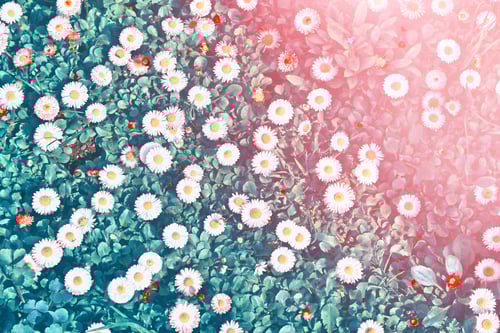 Preview: White Bright Daisy Flowers On A Background Of The Summer Landscape.