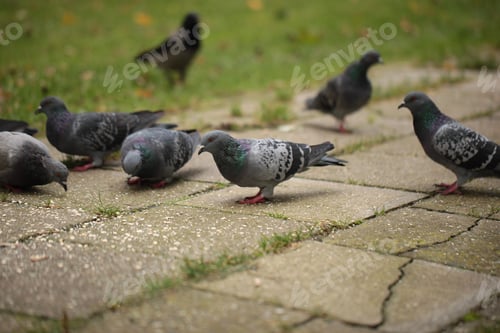 Preview: Animals In The City - Group Of Grey Common Pigeons On An Old Grey Pavement, With Green Grass, In