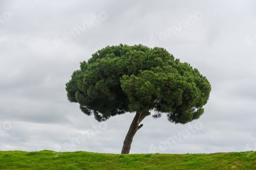 Preview: Green Field With Lonely Tree. Lone Tree With Sky On Background. Minimalism.