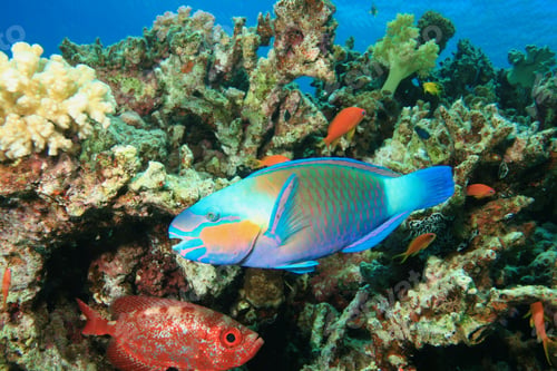 Preview: Bullethead Parrotfish (Chlorurus Sordidus)