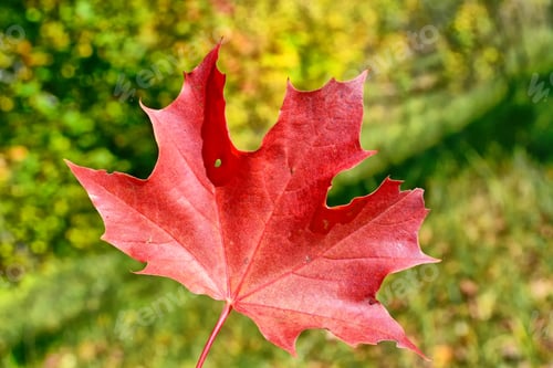 Preview: Autumn Landscape. Beautiful Autumn Leaves. Golden Autumn.