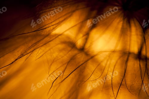 Preview: Abstract Composition With Dandelion Seeds - Extreme Closeup With Soft Focus