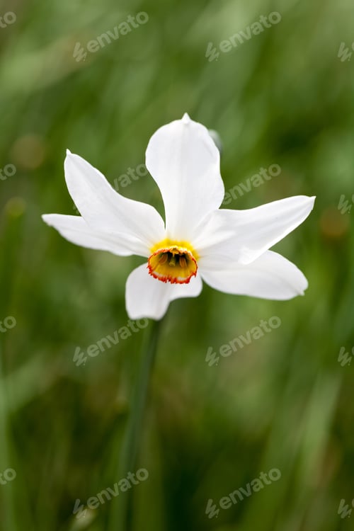 Preview: Beautiful Daffodil With Natural, Green Background