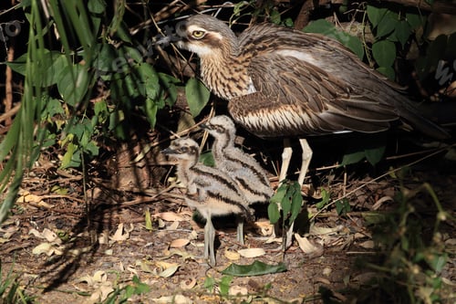 Preview: Bush Stone-Curlew Or Bush Thick-Knee (Burhinus Grallarius) With Chicks, Australia