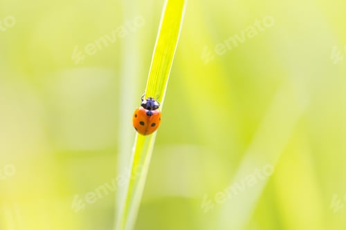 Preview: Ladybird Walking On Green Plant In Spring Day. Close Up Of Ladybug.