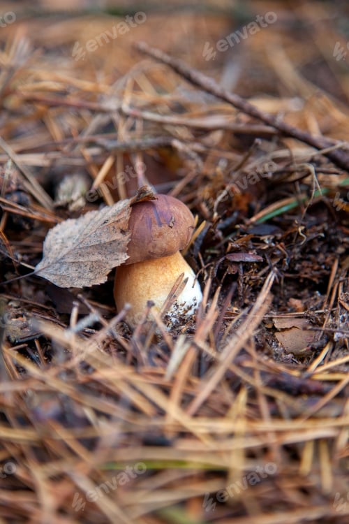 Preview: Close Up View Of Boletus Badius, Imleria Badia Or Bay Bolete Growing In An Autumn Pine Tree Forest