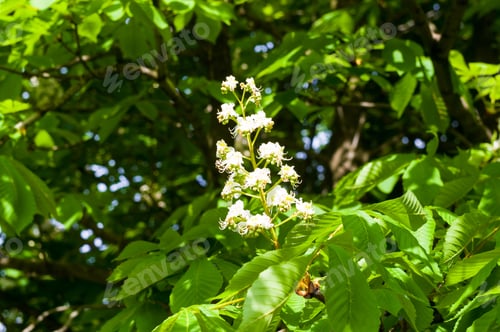 Preview: Flowering Branches Of Chestnut Castanea Sativa Tree, And Bright Blue Sky