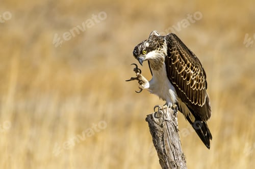 Preview: Bird Of Prey. Eagle Osprey. Yellow Nature Background. Eagle: Western Osprey. Pandion Haliaetus.