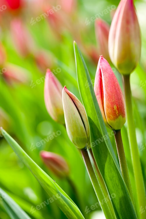 Preview: Group Of Red Tulips With Natural Background
