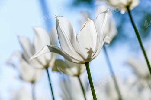 Preview: White Blooming Tulips In The Spring Garden