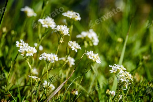 Preview: White Spring Flowers On Green Background With Shallow Depth Of Field
