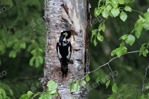 Preview: Great Spotted Woodpecker Sweden