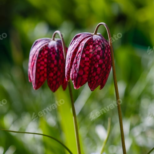 Preview: Fritillaria Meleagris In Spring Garden