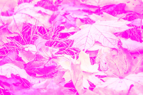 Preview: Autumn Background With Bright Colorful Leaves. Indian Summer.