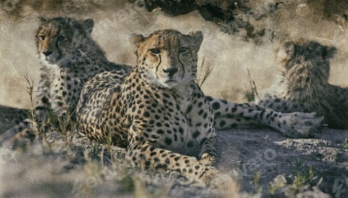 Preview: Vintage Style Image Of A Cheetah (Acinonyx Jubatus Soemmeringii) In The Okavango Delta, Botswana