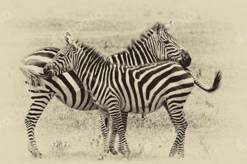 Preview: Vintage Style Image Of Zebras In The Ngorongoro National Park, Tanzania