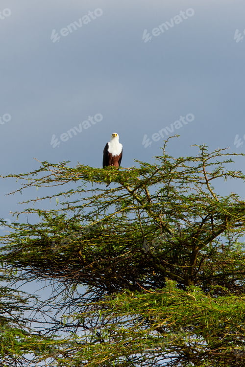 Preview: African Fish Eagle At Lake Naivasha In Kenya