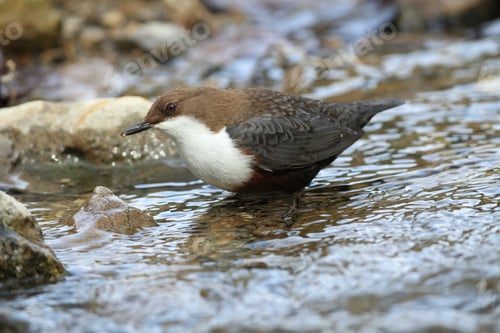 Preview: White-Throated Dipper Germany