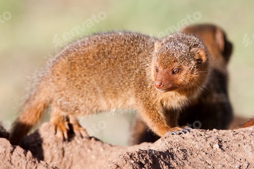 Preview: Dwarf Mongoose In The Serengeti National Park, Tanzania