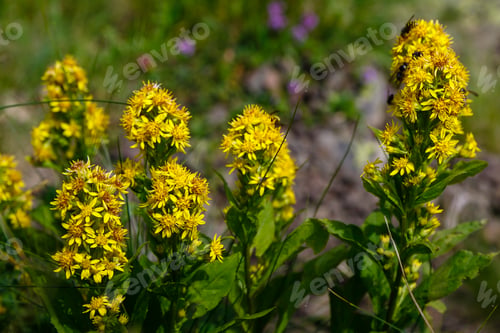 Preview: Ligularia Subsagittata Is Blooming In Alpine Meadows In The Mountains