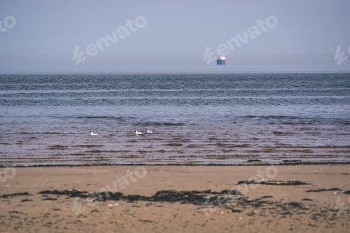 Preview: Empty Sea Beach In Spring With Some Birds And Cargo Ships On The Horizon. Blue Sky, No Clouds
