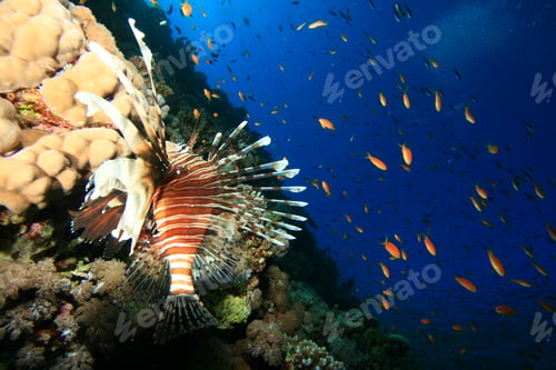 Preview: Lionfish On Reef