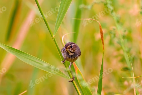 Preview: Cute Little Bird Bluethroat. Bird: Bluethroat. Luscinia Svecica. Nature Background.