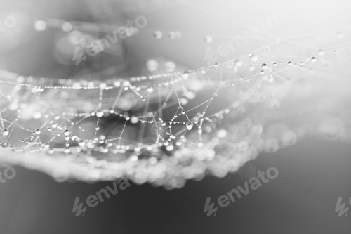 Preview: Abstract Composition From Nature, With Many Beautiful Water Drops On Spiderwebs